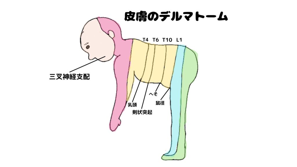神経系のフィジカルアセスメント|看護サイト つむラボ